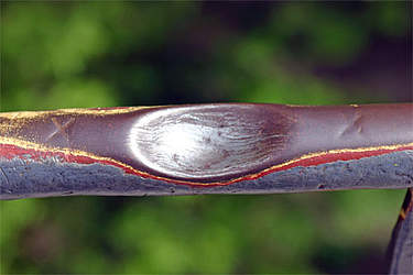 Daumenabdruck Das Alte Dresden